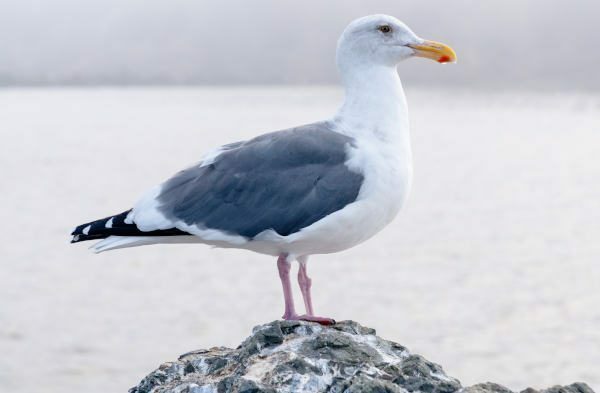 The Dreaded Seagull